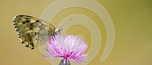 Melanargia lachesis or Iberian medioluto, is a species of Lepidoptera ditrisio of the family Nymphalidae photo