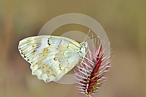 Melanargia larissa , the Balkan marbled white butterfly