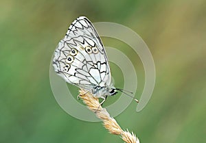 Melanargia russiae , The Esper`s marbled white butterfly