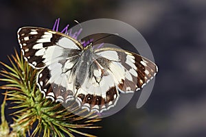 Melanargia teneates butterfly , butterflies of Iran