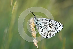 Melanargia transcaspica butterfly , butterflies of Iran