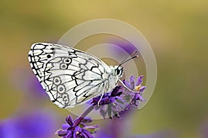 Melanargia transcaspica butterfly on flower