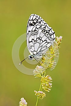 Melanargia transcaspica marbled white butterfly