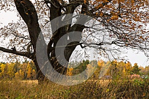 Melancholic autumn landscape. Fragment of almost leafless old oak tree on the fading field in a cloudy evening.