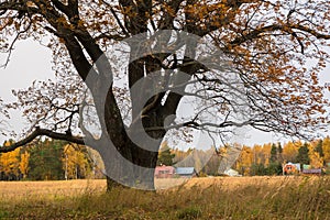 Melancholic autumn landscape. Fragment of almost leafless old oak tree on the fading field in a cloudy evening.