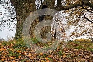 Melancholic autumn landscape. Fragment of almost leafless old oak tree on the fading field in a cloudy evening.