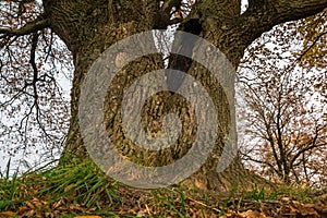 Melancholic autumn landscape. Fragment of almost leafless old oak tree on the fading field in a cloudy evening.