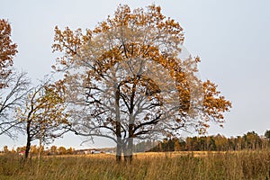 Melancholic autumn landscape. Almost leafless lonely tree on the fading field in the cloudy evening.