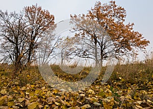 Melancholic autumn landscape. Almost leafless lonely trees on the fading field in the cloudy evening.