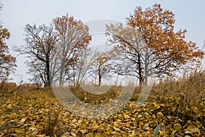 Melancholic autumn landscape. Almost leafless lonely trees on the fading field in the cloudy evening.