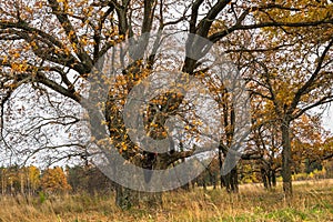 Melancholic autumn landscape. Almost leafless old oak grove in a cloudy evening.