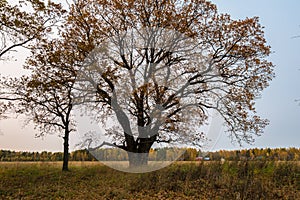 Melancholic autumn landscape. Almost leafless old oak tree on the fading field in a cloudy evening.