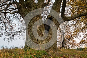 Melancholic autumn landscape. Almost leafless old oak tree on the fading field in a cloudy evening.