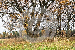 Melancholic autumn landscape. Almost leafless old oak tree on the fading field in a cloudy evening.