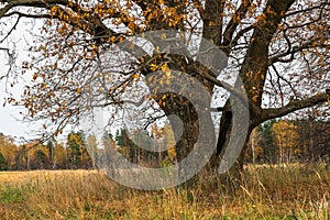 Melancholic autumn landscape. Almost leafless old oak tree on the fading field in a cloudy evening.