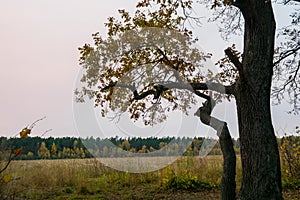 Melancholic autumn landscape. Lonely tree with fading leaves in the middle of the yellowing field in the cloudy evening.