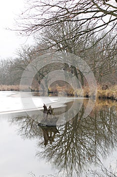 Melancholic autumn at the pond