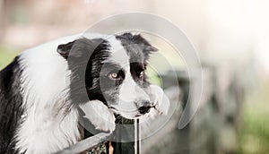 Melancholic Border Collie Resting Against Fence in Urban Setting