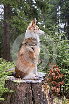 Melancholic dog sits on a tree stump