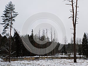 Melancholic Forest in Russia