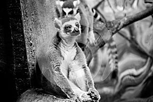 Melancholic lemur sitting in black and white