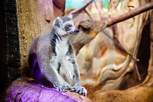 Melancholic lemur sitting in the zoo enclosure