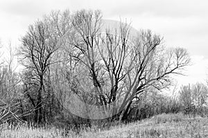 Melancholic tree in winter