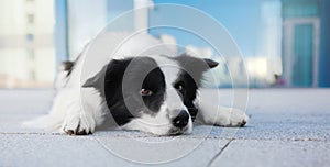 Melancholy Border Collie Rests on Asphalt in the City. A Gaze of Anticipation