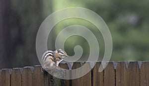 Melancholy chipmunk on the fence