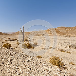 Melancholy and emptiness of the desert in Israel.