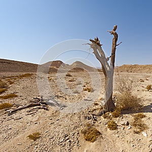 Melancholy and emptiness of the desert in Israel.