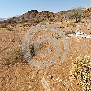 Melancholy and emptiness of the desert in Israel.