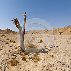 Melancholy and emptiness of the desert in Israel.