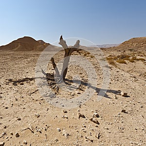 Melancholy and emptiness of the desert in Israel.