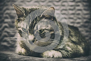 Melancholy and loneliness in the eyes of a sick domestic cat. Painful gray despondency around a pet