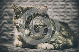 Melancholy and loneliness in the eyes of a sick domestic cat. Painful gray despondency around a pet photo