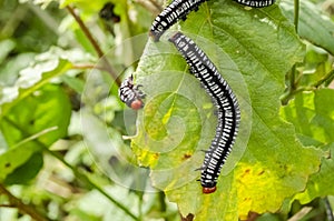 Melanchra Picta Caterpillars On Leaf