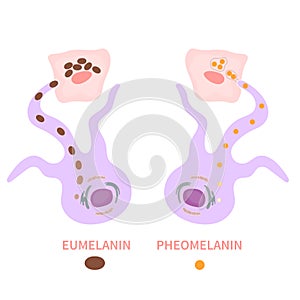 Melanin biology and skin tone pigmentation diagram