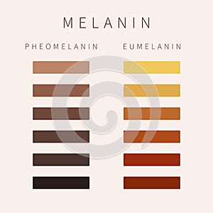 Melanin skin tone color palette scheme design photo