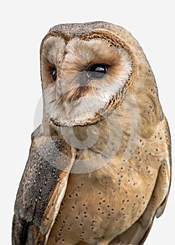 Melanisic barn owl portrait