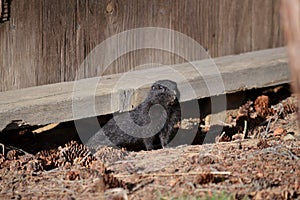 Melanistic Arctic Ground Squirrel