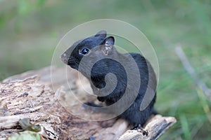 Melanistic Black chipmunk