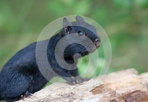 Melanistic Black chipmunk