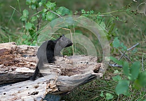 Melanistic Black chipmunk