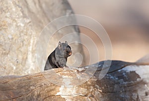Melanistic Black chipmunk