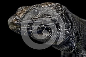 Melanistic Ocellated lizard (Timon lepidus) photo