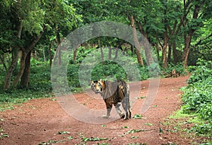 Melanistic tiger of Nandankanan