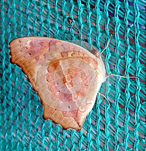 Melanitis leda - Common Evening Brown butterfly photo