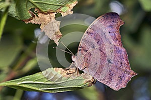 Melanitis leda or Evening Brown Butterfly photo