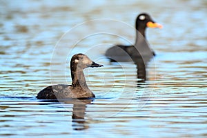 Melanitta fusca, Velvet Scoter.